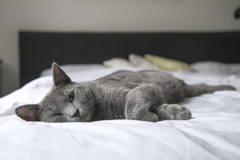 Scientists Reveal Relationship between Perfectionism and Insomnia Illustration for news: Scientists Reveal Relationship between Perfectionism and Insomnia