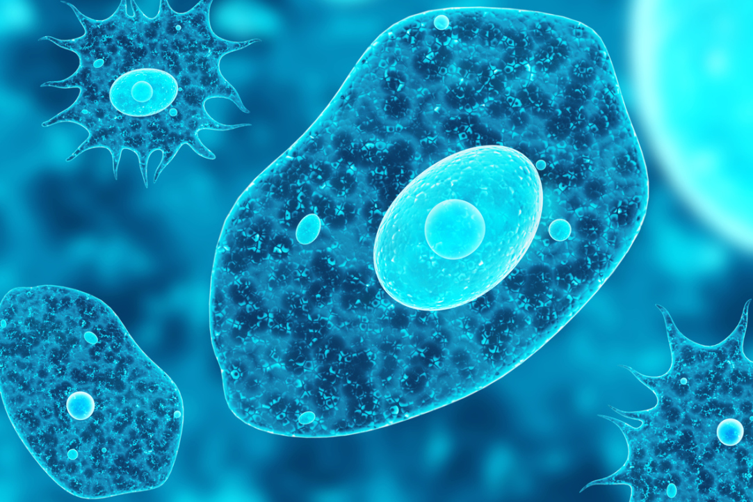 Who Maintains Discipline in a Live Cell: Physics Perspective